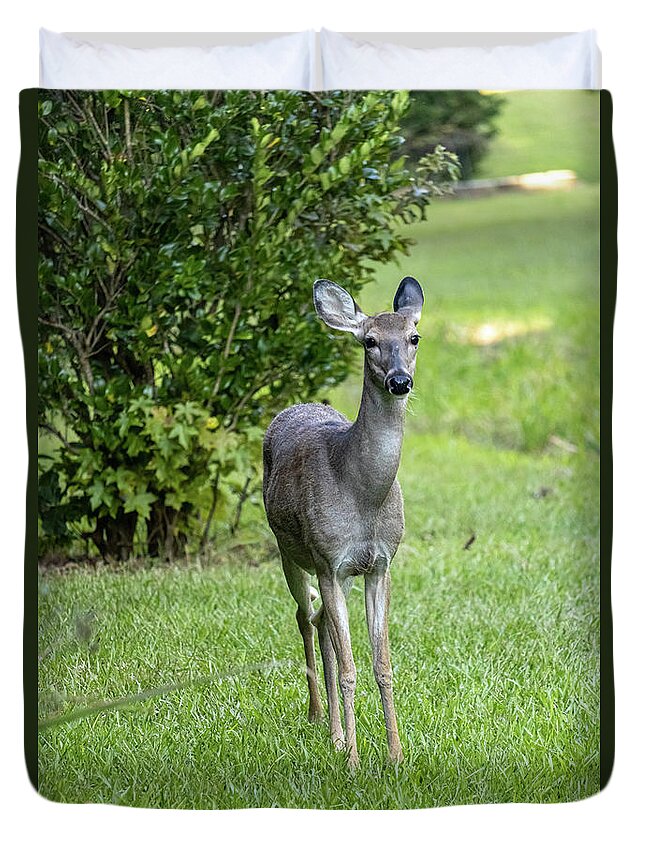Mammal Duvet Cover featuring the photograph Curious Deer 2 by Rick Nelson