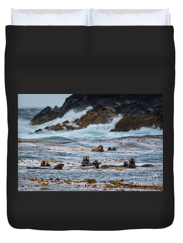 Alaska Duvet Cover featuring the photograph Curious Sea Otters in a Raft of Kelp by Nancy Gleason
