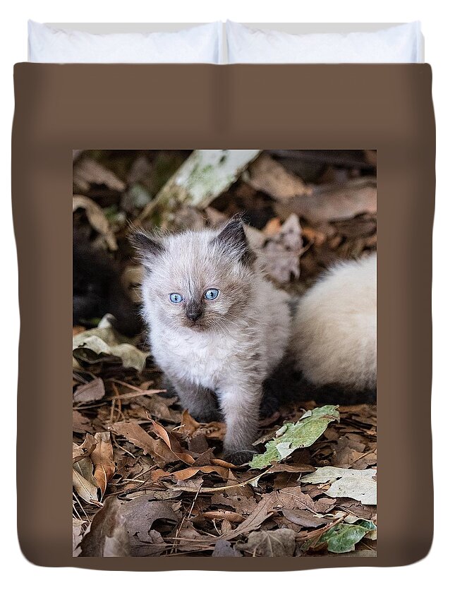 Cat Duvet Cover featuring the photograph Cute Kitty by DArcy Evans
