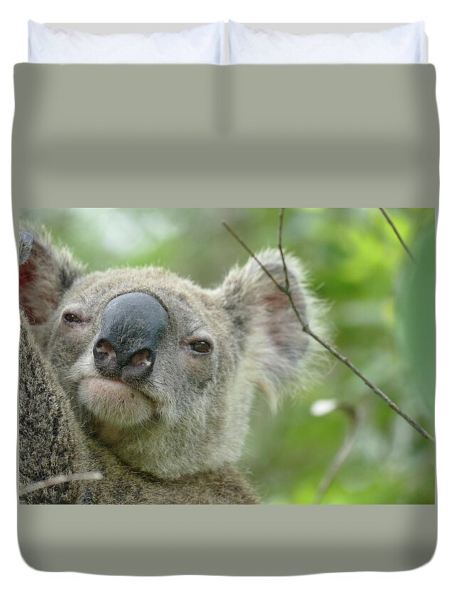 Animals Duvet Cover featuring the photograph Cute Koala Close Up by Maryse Jansen