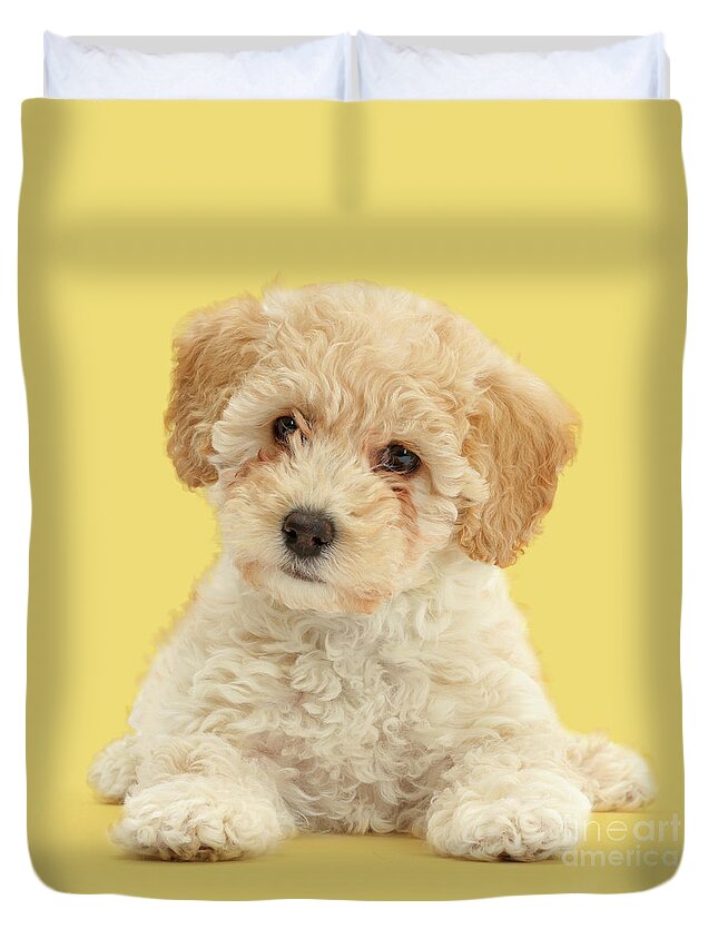 Cute Duvet Cover featuring the photograph Cute Poochon puppy by Warren Photographic