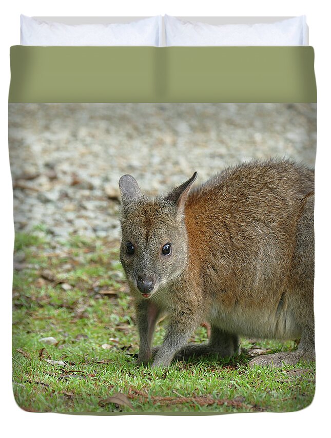 Animals Duvet Cover featuring the photograph Cute Red-necked Pademelon by Maryse Jansen