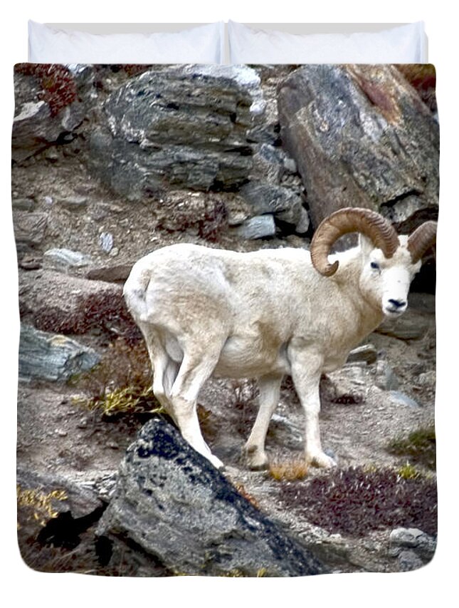Wildlife Puzzle Duvet Cover featuring the photograph Dall Ram in Denali by David Salter