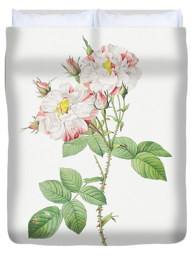 Rose Duvet Cover featuring the painting Damask Rose, York and Lancaster Rose also known as Rosa damascen by World Art Collective