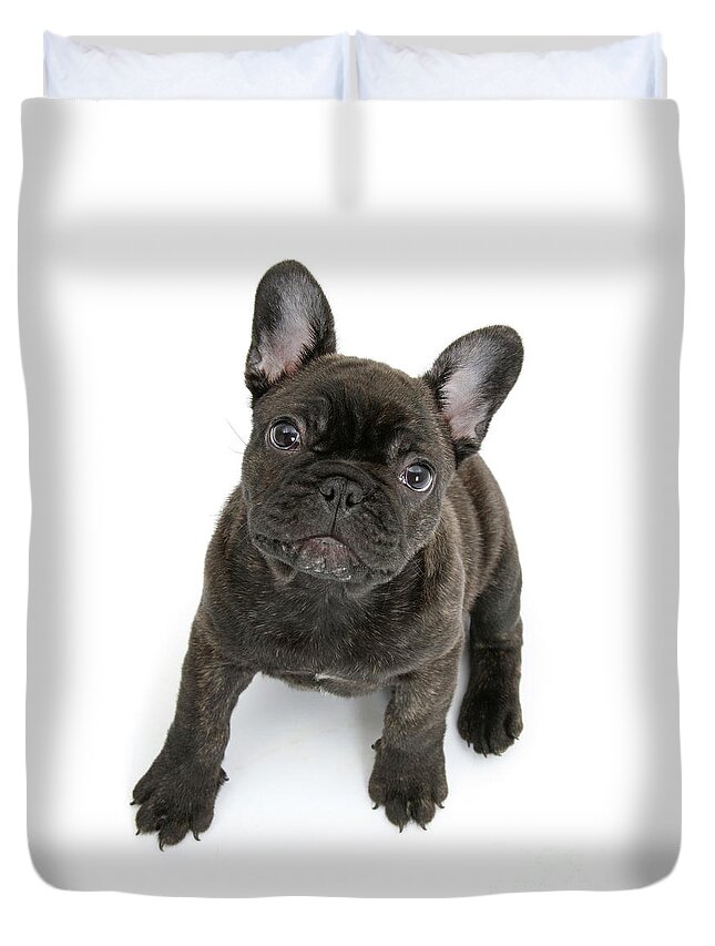 French Bulldog Duvet Cover featuring the photograph Dark Brindle Frenchie by Warren Photographic