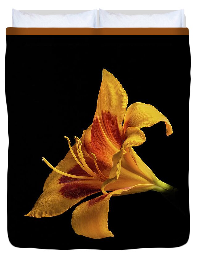 Hemerocallis Fulva Duvet Cover featuring the photograph Daylily at Night by Kevin Suttlehan