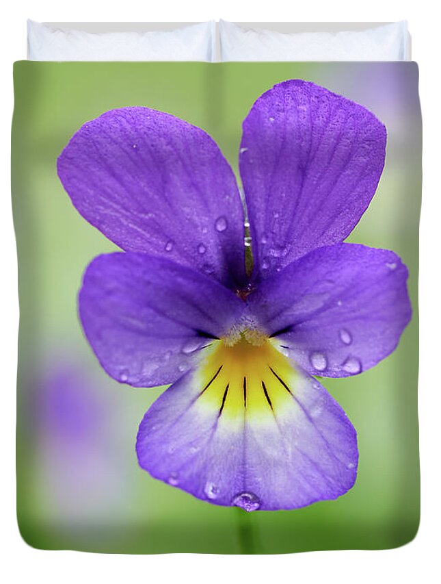 Finland Duvet Cover featuring the photograph Deep purple Wild pansy by Jouko Lehto