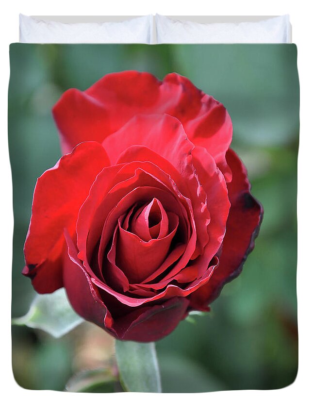 Red-rose Duvet Cover featuring the digital art Deep Red Rose Bloom by Kirt Tisdale