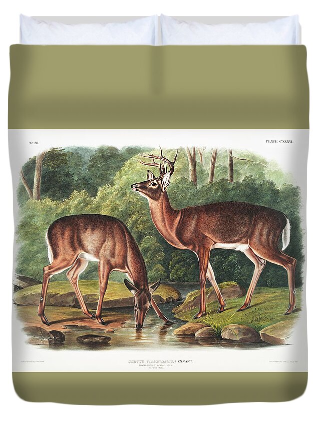 American Animals Duvet Cover featuring the mixed media Deer. John Woodhouse Audubon Illustration by World Art Collective