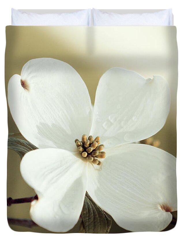 Dogwood; Dogwood Blossom; Blossom; Flower; Vintage; Macro; Close Up; Petals; Green; White; Calm; Horizontal; Leaves; Tree; Branches Duvet Cover featuring the photograph Dogwood in Autumn Hues by Tina Uihlein