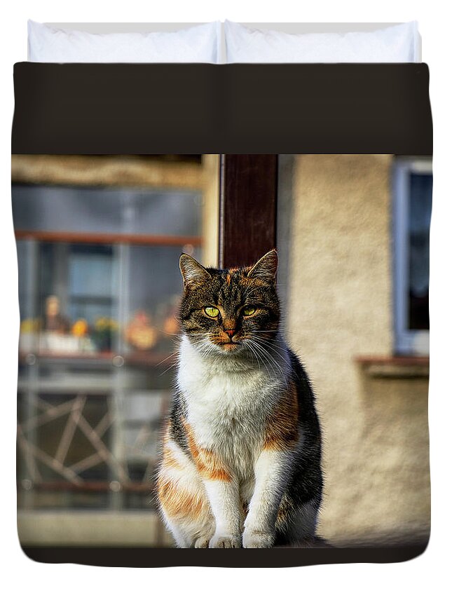 Liza Duvet Cover featuring the photograph Domestic stylish kitten sitting in the corner. Plump cat watchs some move in garden. Intelligent cute cat. Interesting cat face. Serious Felis catus by Vaclav Sonnek