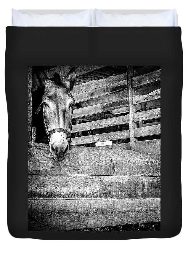  Duvet Cover featuring the photograph Donkey by Steve Stanger
