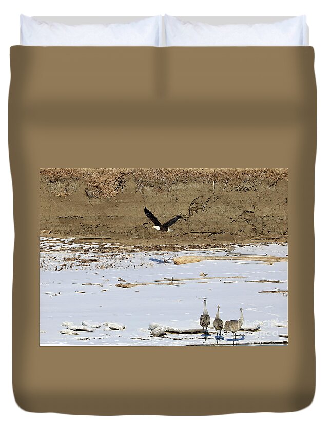 Eagle Duvet Cover featuring the photograph Don't Turn Your Back by Paula Guttilla
