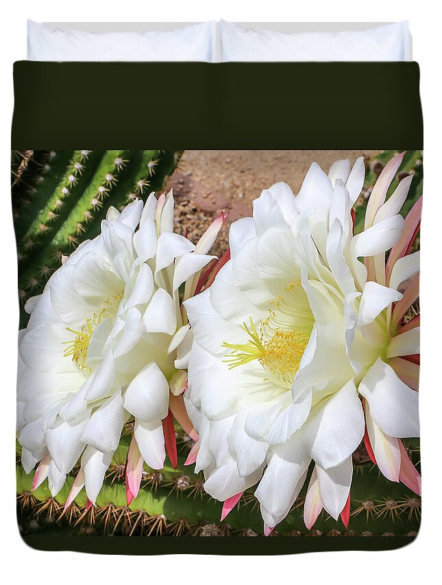 Argentine Giant Cactus Duvet Cover featuring the photograph Double Argentine Cactus Blooms by Dawn Richards