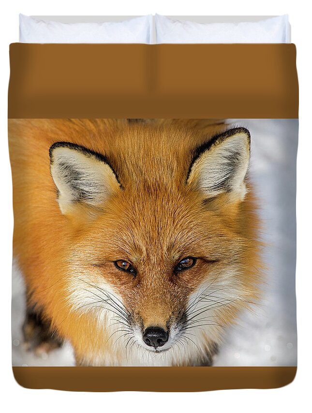Red Fox Duvet Cover featuring the photograph Down Here by Tony Beck