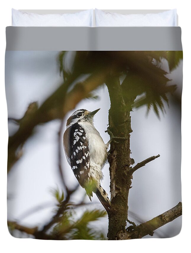Bird Duvet Cover featuring the photograph Downy Woodpecker by David Beechum