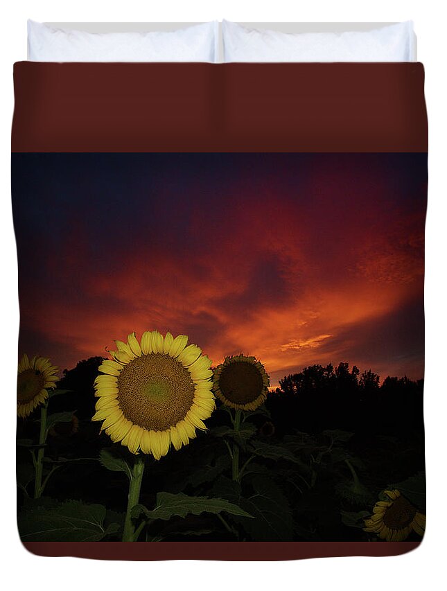 Gold Sunflowers Duvet Cover featuring the photograph Drapers' Gold Sunflowers at Sunset by Daniel Brinneman