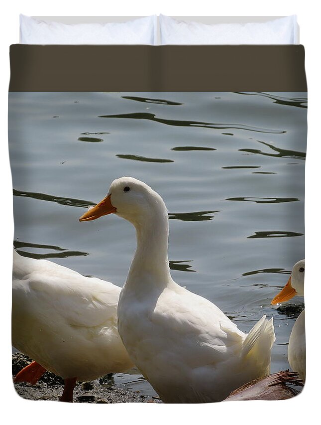 Ducks Duvet Cover featuring the photograph Ducks by Raymond Fernandez