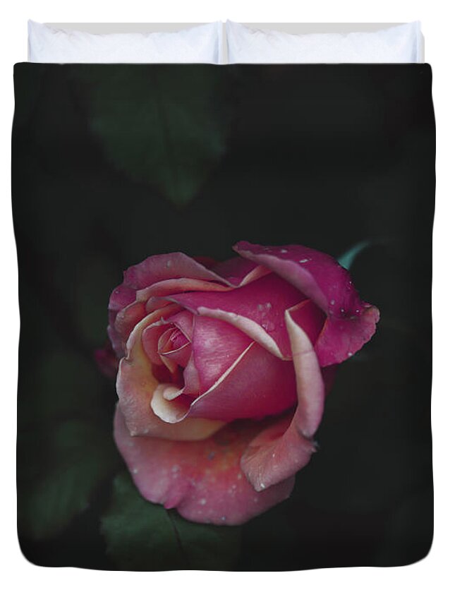 Pink Rose Rose Petals Duvet Cover featuring the photograph Dying Love by Abigail Diane Photography