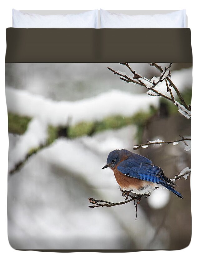Freezing Duvet Cover featuring the photograph Eastern Bluebird Perched on a Snowy Branch by Charles Floyd