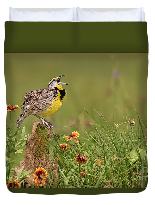 00563400 Duvet Cover featuring the photograph Eastern Meadowlark Calling by Alan Murphy