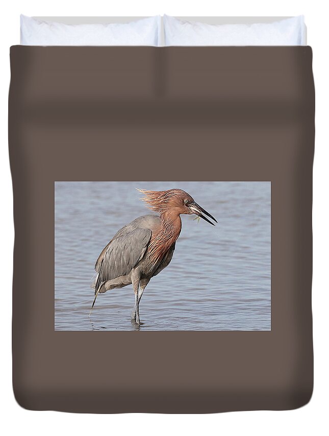 Reddish Egret Duvet Cover featuring the photograph Eating a Fish May Need Greater Efforts by Mingming Jiang