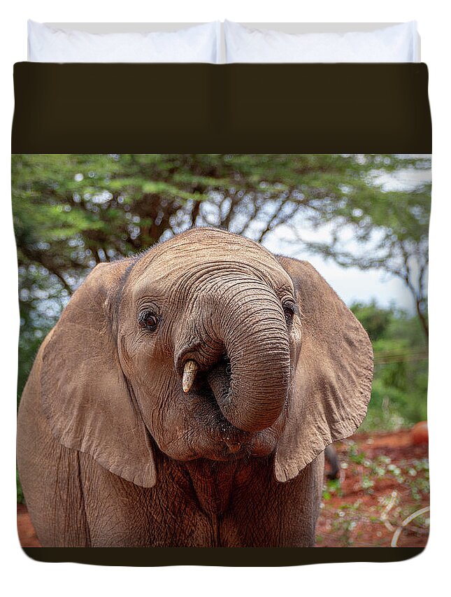 Elephant Duvet Cover featuring the photograph Elephant with curled trunk by Gareth Parkes