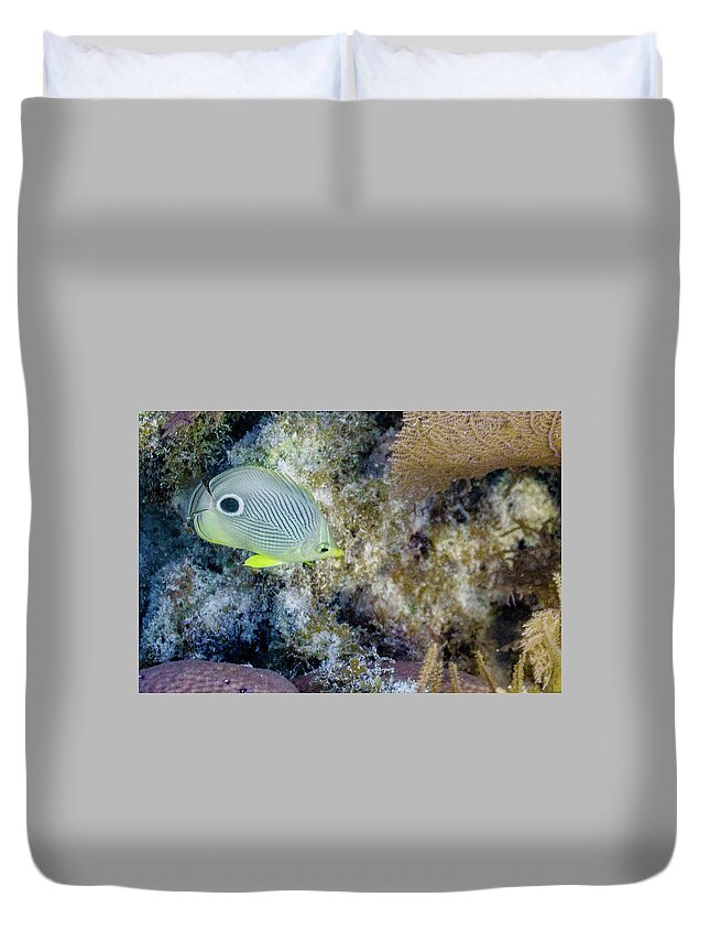 Animals Duvet Cover featuring the photograph Eligible by Lynne Browne