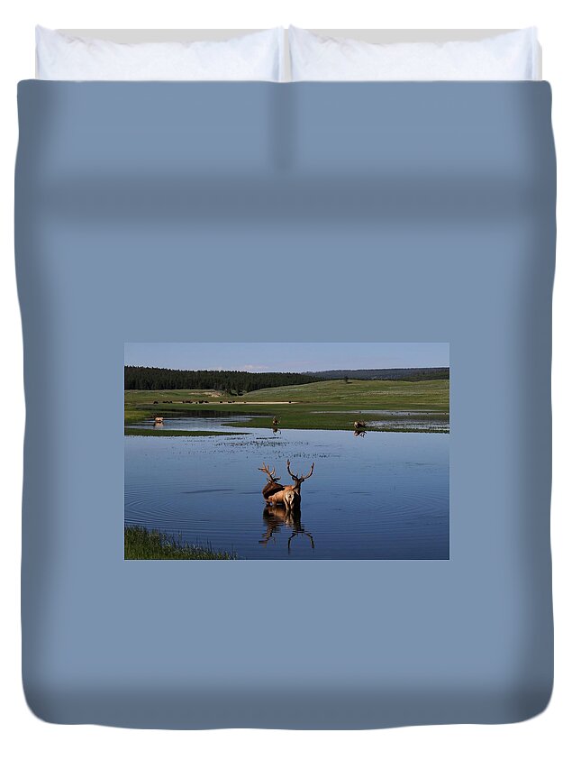 Elk Duvet Cover featuring the photograph Elk and Bison at the lake. by Yvonne M Smith