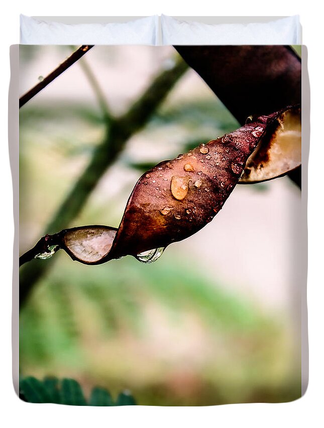 Caesalpinia Pulcherrima Duvet Cover featuring the photograph Empty Peacock Flower Seed Pod by W Craig Photography