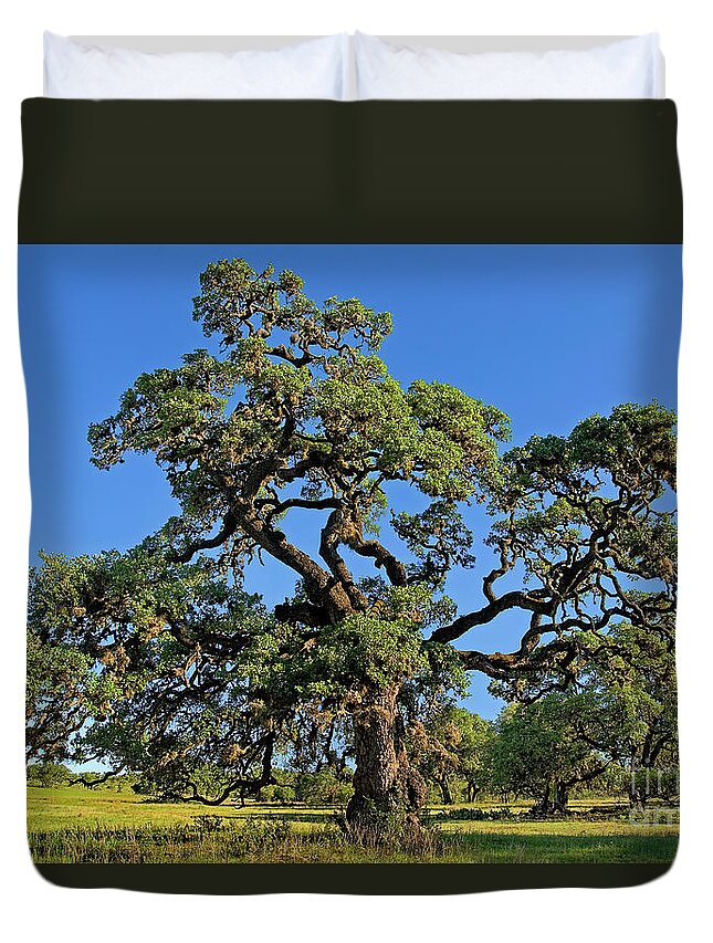 Dave Welling Duvet Cover featuring the photograph Escarpment Oak Quercus Fusiformis Hill Country Texas by Dave Welling