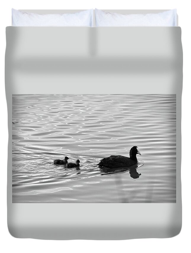 Fulica Atra Duvet Cover featuring the photograph Eurasian Coot and offspring in Ria Formosa, Portugal. Monochrome by Angelo DeVal
