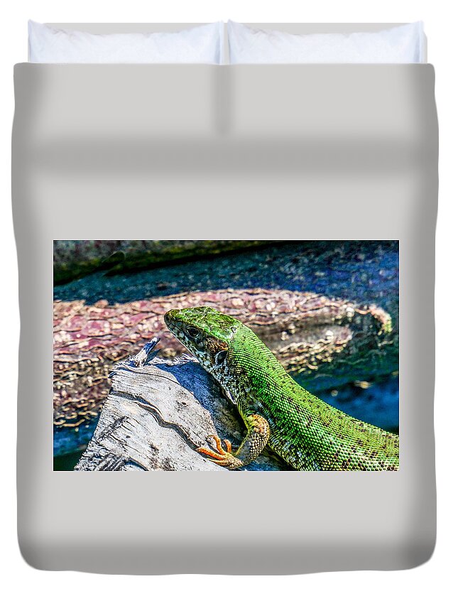 Szeplaky Duvet Cover featuring the photograph European green lizard by Pal Szeplaky