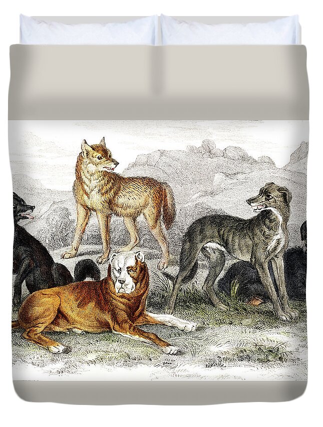 European Duvet Cover featuring the drawing European Wolf, Black Wolf of North America, St.Bernard's Mastiff, Highland Greyhound, and Great Dog by Oliver Goldsmith