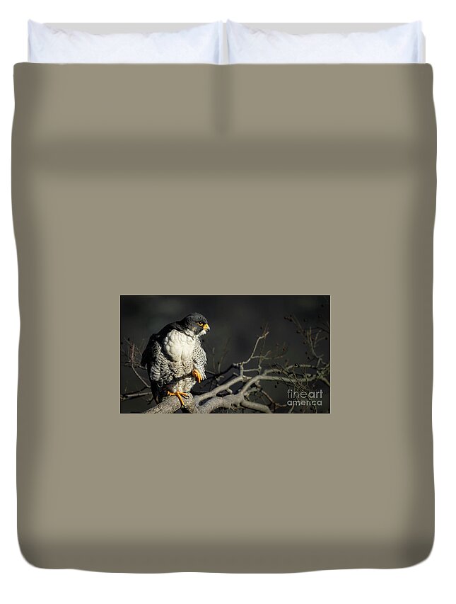 Falcon Duvet Cover featuring the photograph Eye of Steel by Alyssa Tumale