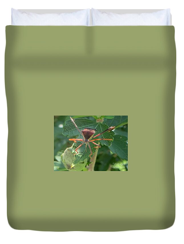 Leaf Footed Bug Duvet Cover featuring the photograph Face me by Catherine Wilson