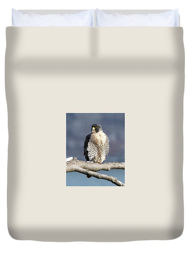 Birds Duvet Cover featuring the photograph Falcon in Winter-1 by Kevin Suttlehan