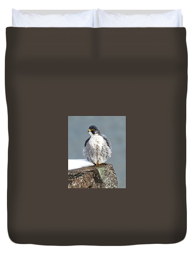 Birds Duvet Cover featuring the photograph Falcon in Winter-4 by Kevin Suttlehan