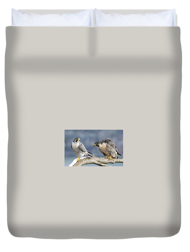 Birds Duvet Cover featuring the photograph Falcons in Winter by Kevin Suttlehan
