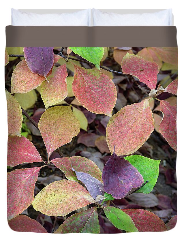 Fall Colors Duvet Cover featuring the photograph Fall Colors Giant Forest by Brett Harvey