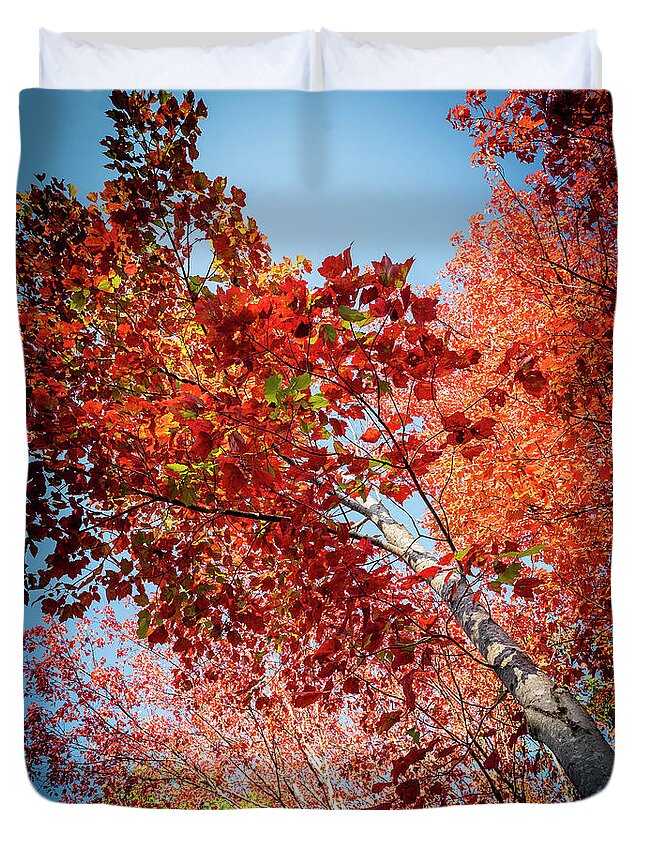 White Birch Duvet Cover featuring the photograph Fall Colors in Acadia by GeeLeesa Productions