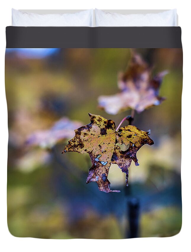 Autumn Duvet Cover featuring the photograph Fall Foliage - Maple Leaf by Amelia Pearn