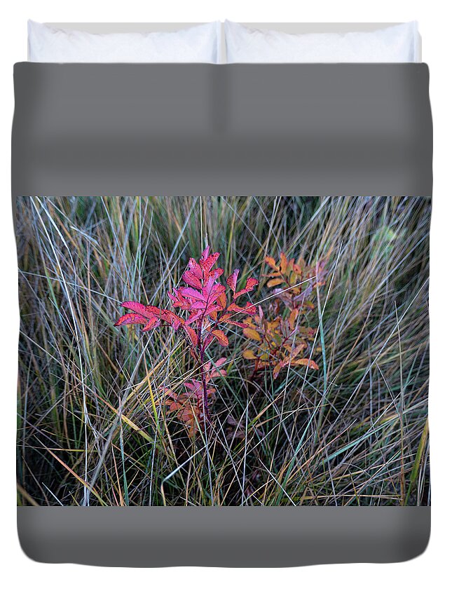 Wild Rose Duvet Cover featuring the photograph Fall Wild Rose Plant On The Prairie by Karen Rispin
