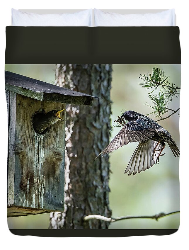 Feeding Flying Starling Duvet Cover featuring the photograph Feeding Flying Starling by Torbjorn Swenelius