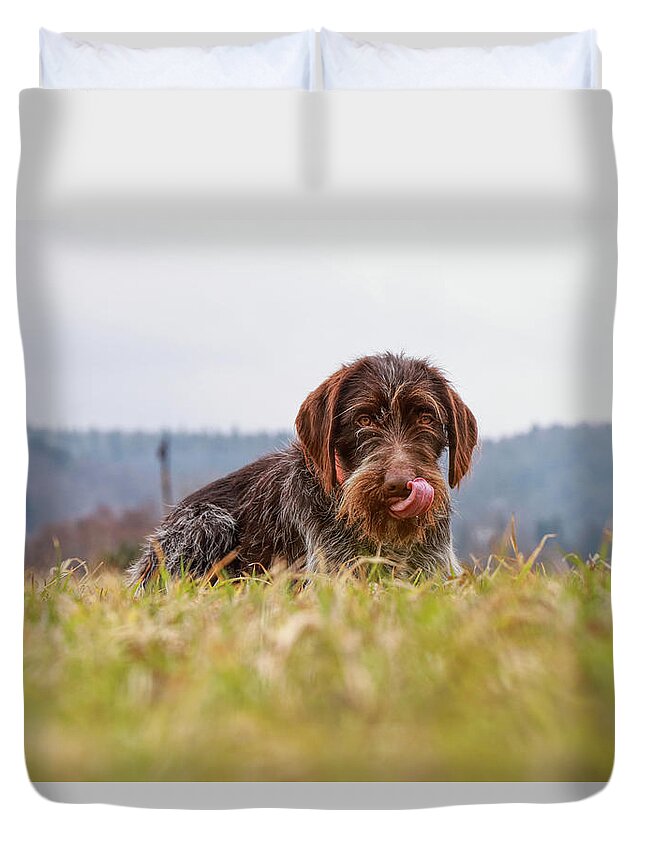 Bohemian Wire Duvet Cover featuring the photograph Female dog is laughing his head off. Bohemian wire dog is scratching her muzzle. Itchiness is evil. by Vaclav Sonnek
