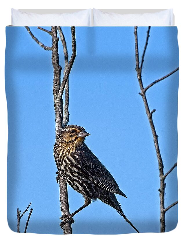 Red Winged Blackbird Duvet Cover featuring the photograph Female Red Winged Blackbird 5, UW Arboretum, Madison, WI. by Steven Ralser