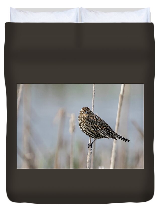 Red Winged Blackbird Duvet Cover featuring the photograph Female Red Winged Blackbird Perched at William Finley NWR by Belinda Greb