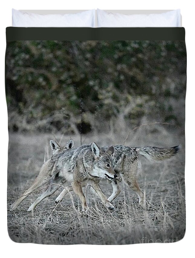 Coyote Duvet Cover featuring the digital art Fight Over Dinner by Tammy Keyes