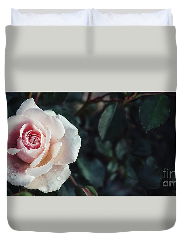 Roses Duvet Cover featuring the photograph Fine art image of beautiful pastel roses in dark garden. Valenti by Jelena Jovanovic