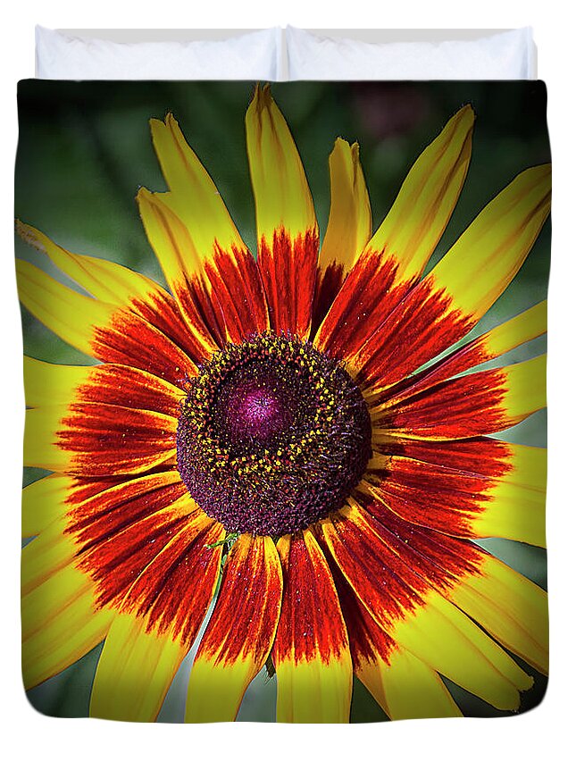 Indian Blanket Duvet Cover featuring the photograph Firewheel by Bill Barber